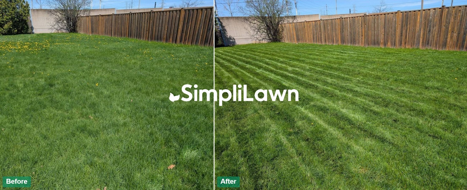 Before and after lawn transformation