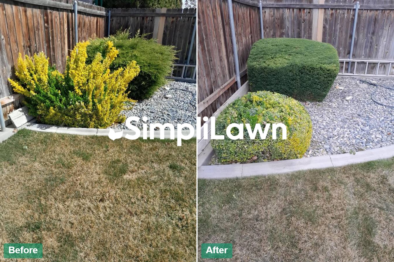 Landscaping — Overgrown shrubs shaped into clean topiary, Jersey City, NJ