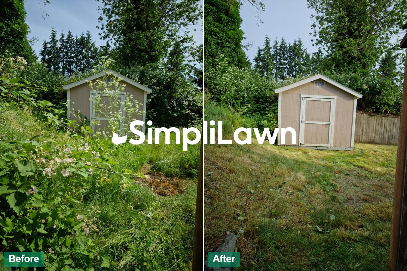 Yard Cleanup — Overgrown shed yard cut back to grass, Arlington, VA