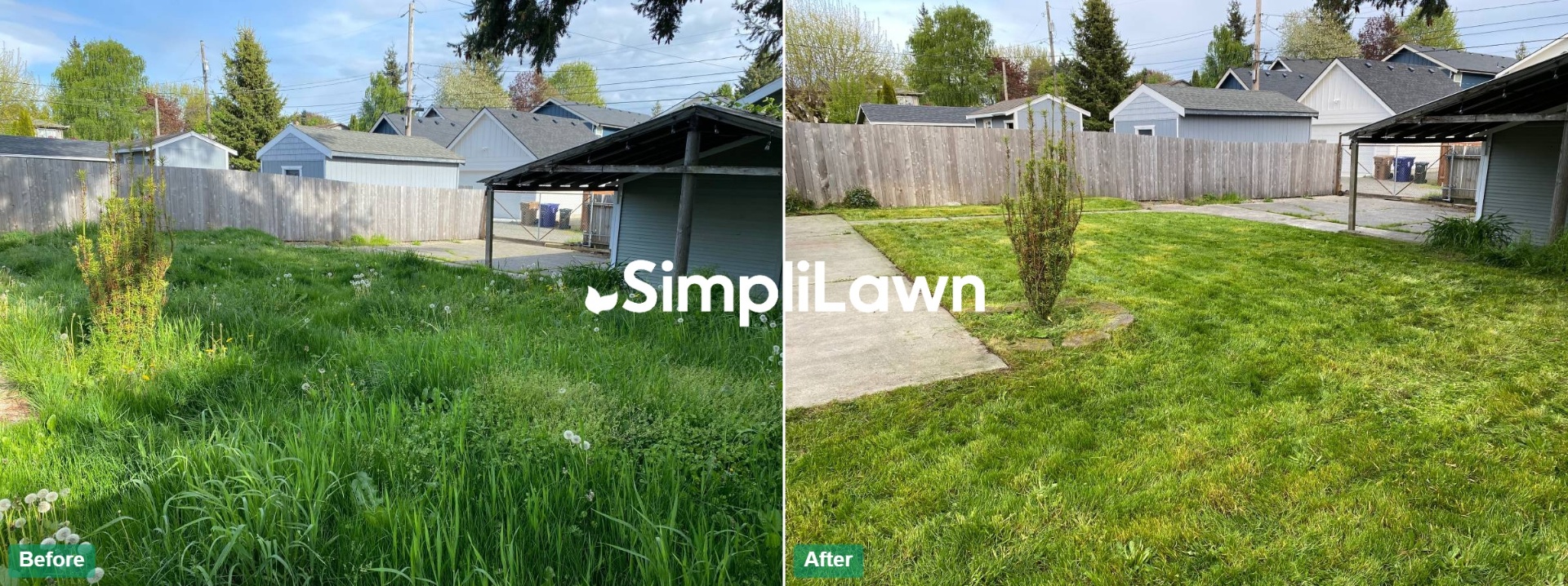 Before and after lawn transformation