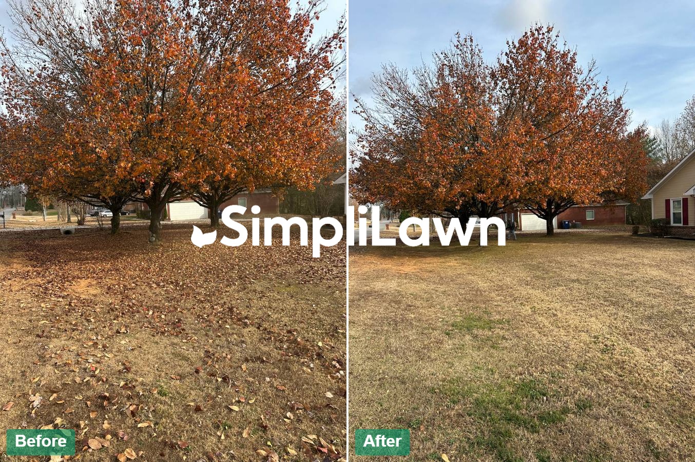 Yard Cleanup — Leaf haul-away around mature oak, Bethesda, MD