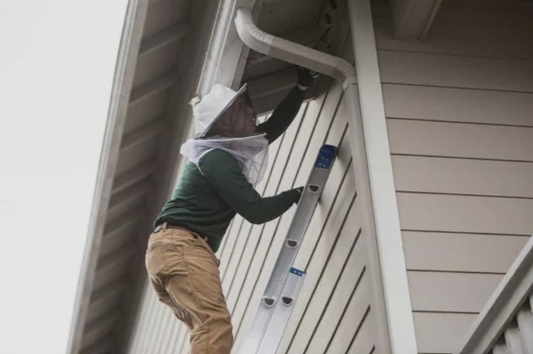 Rodent control in action