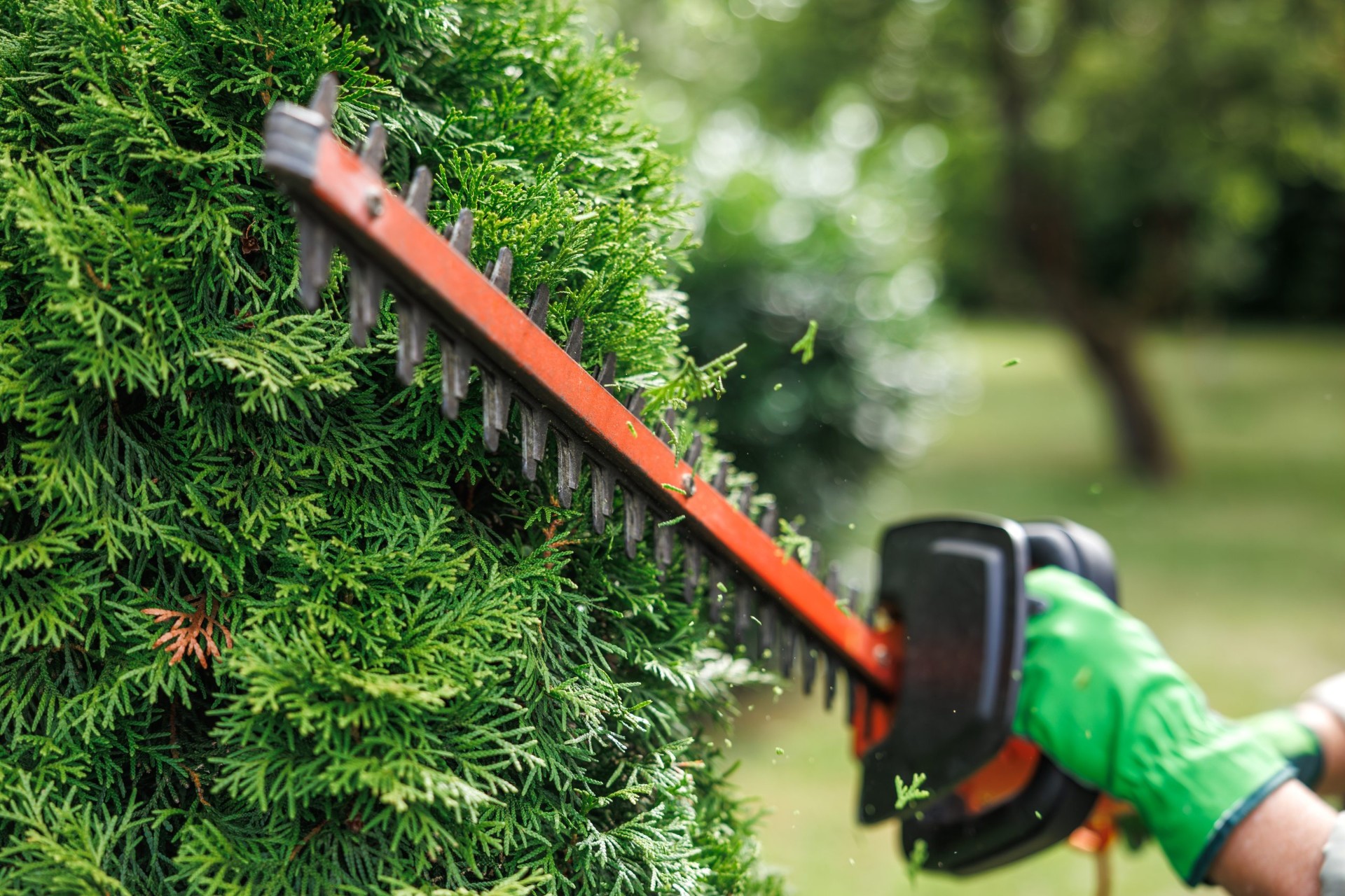 Hedge & screening in Arlington, VA